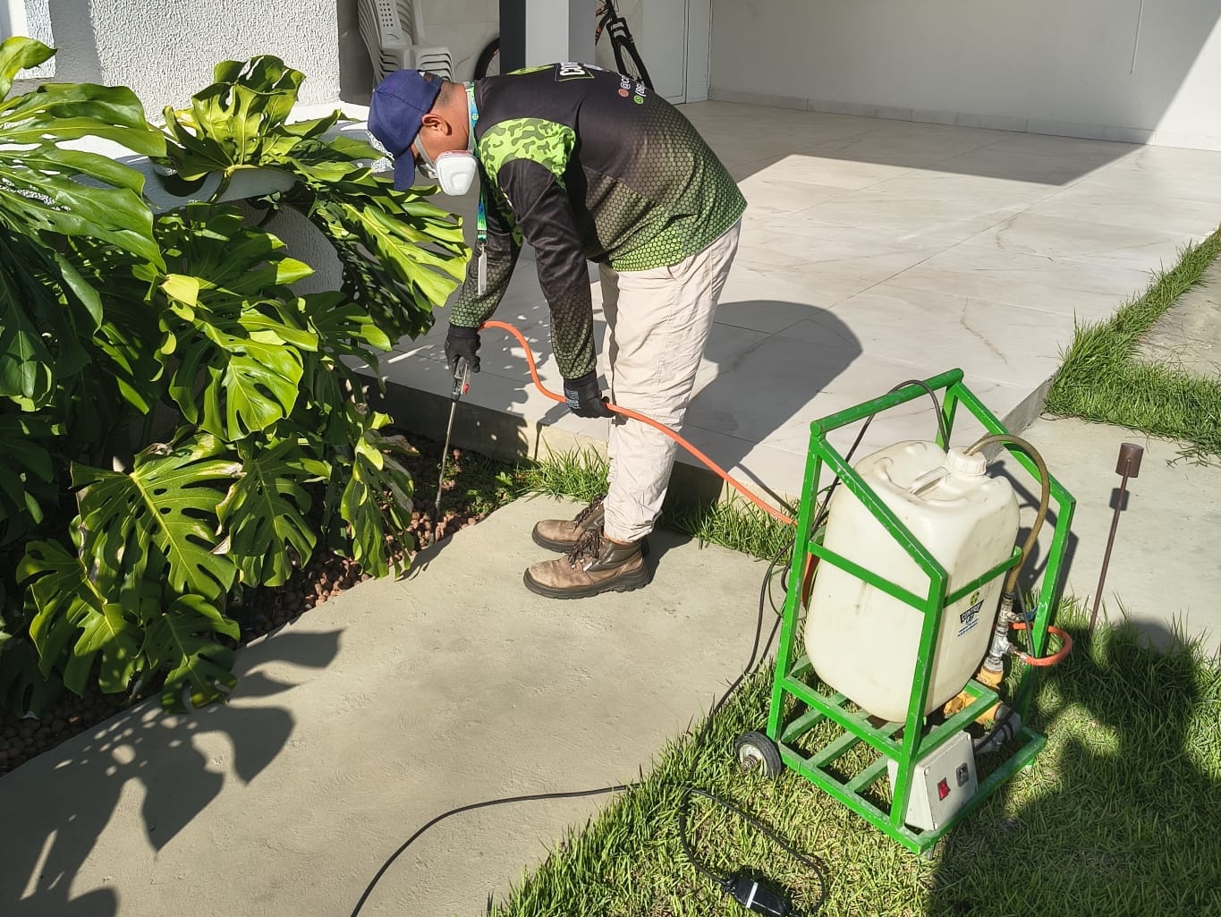 Serviço de descupinização profissional